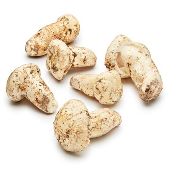 Fresh Wild Matsutake Mushrooms