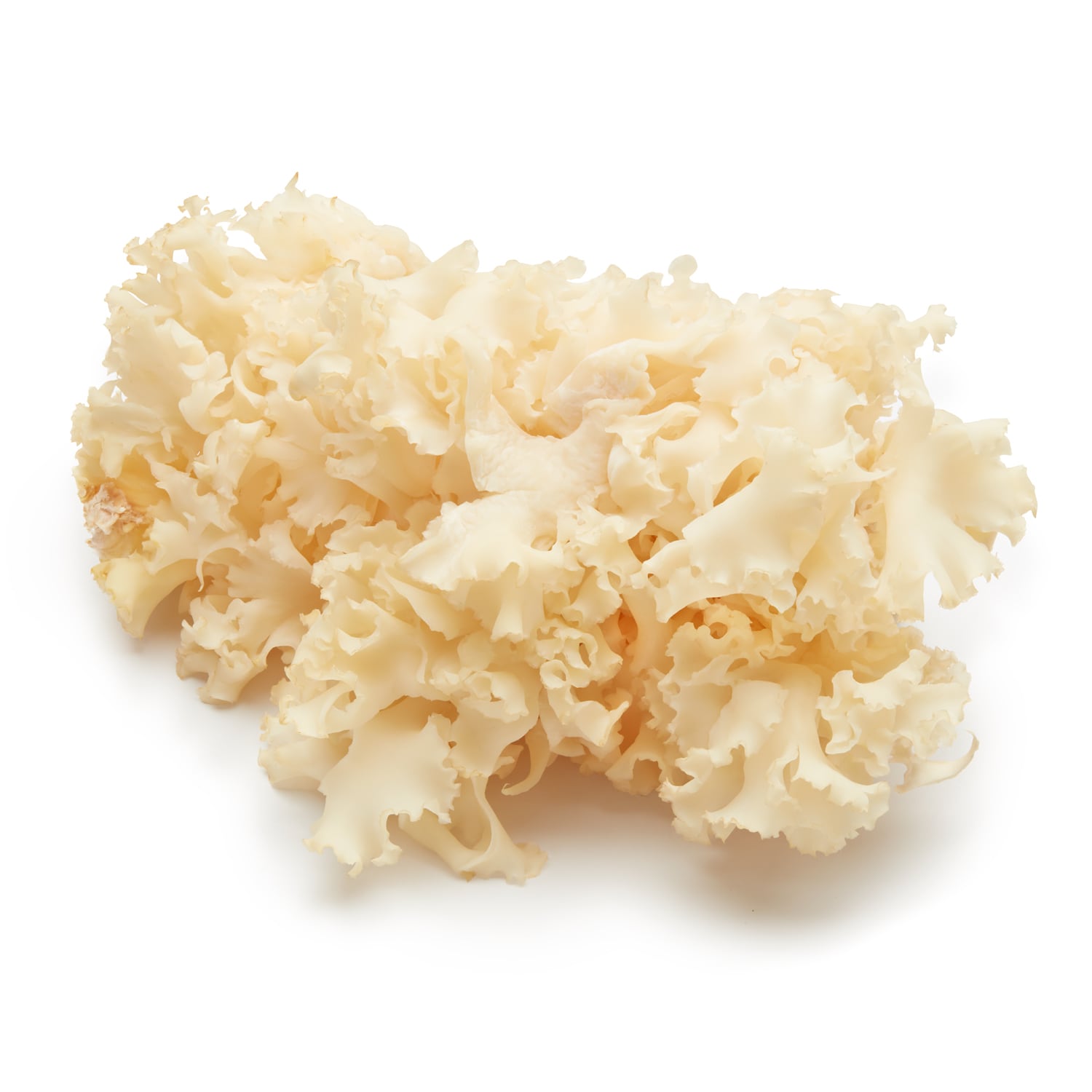 Meadows and More Cauliflower Mushrooms