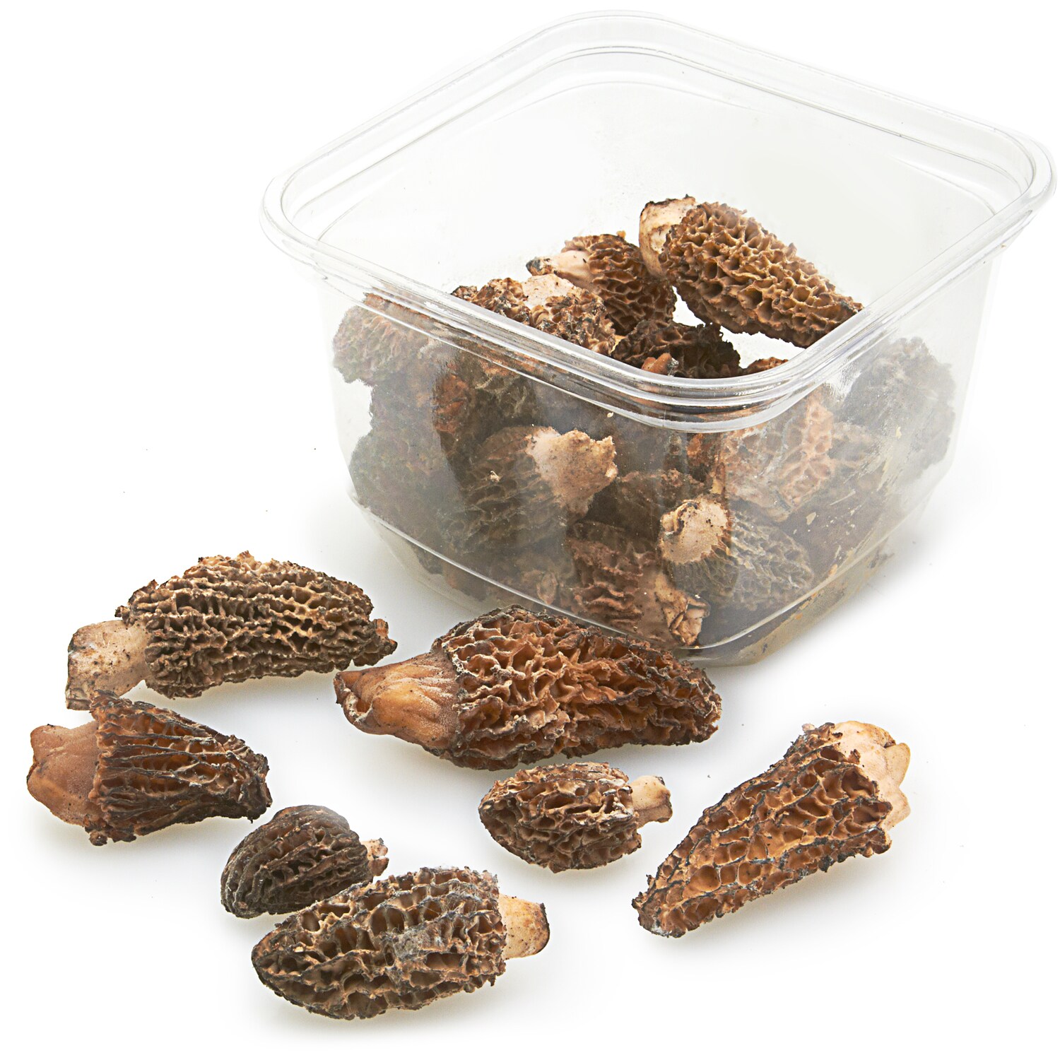 California Orchard Morels