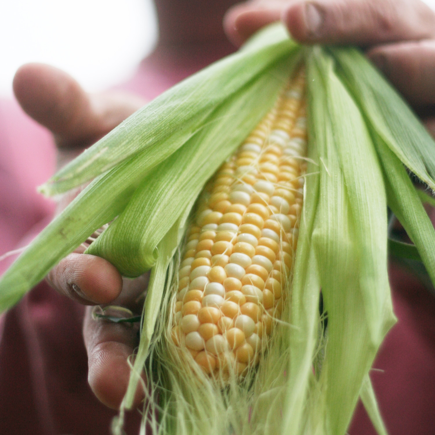 Altobelli Family Farm Local Bicolor Corn
