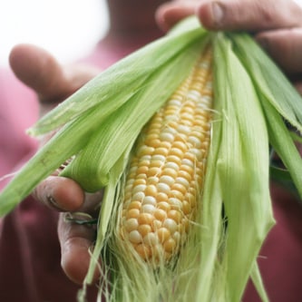 Altobelli Family Farm Local Bicolor Corn
