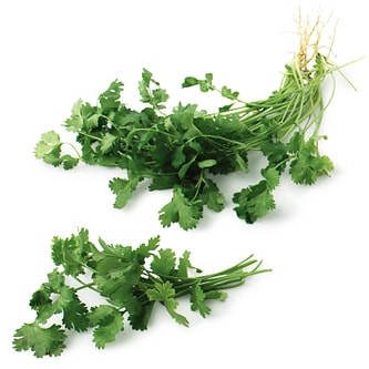 Cilantro