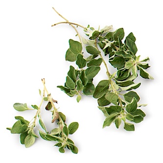 Oregano