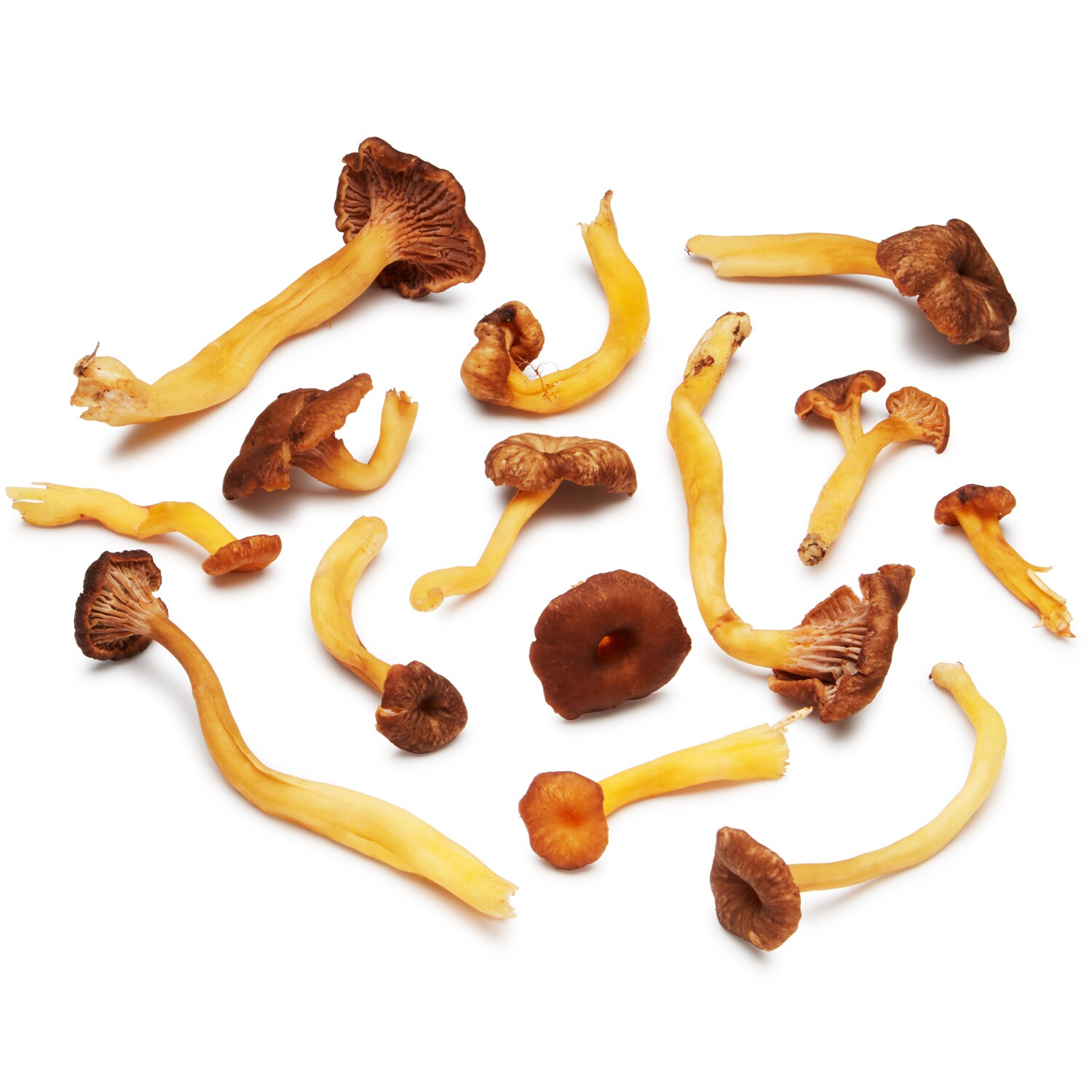 Yellowfoot Chanterelle Mushrooms