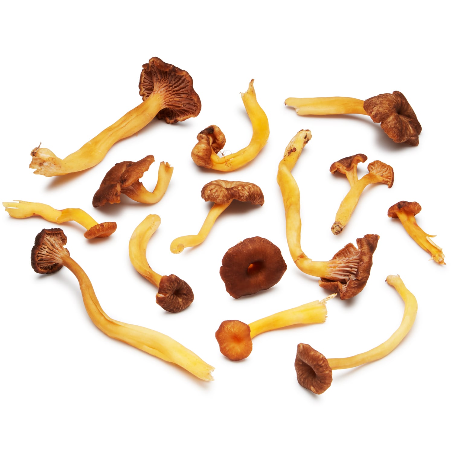 Yellowfoot Chanterelle Mushrooms