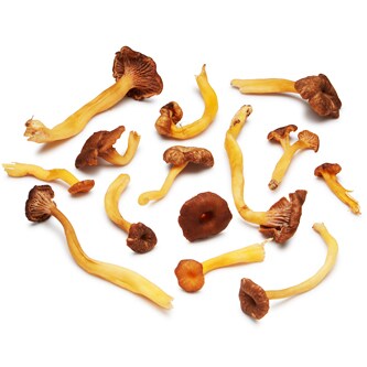 Yellowfoot Chanterelle Mushrooms