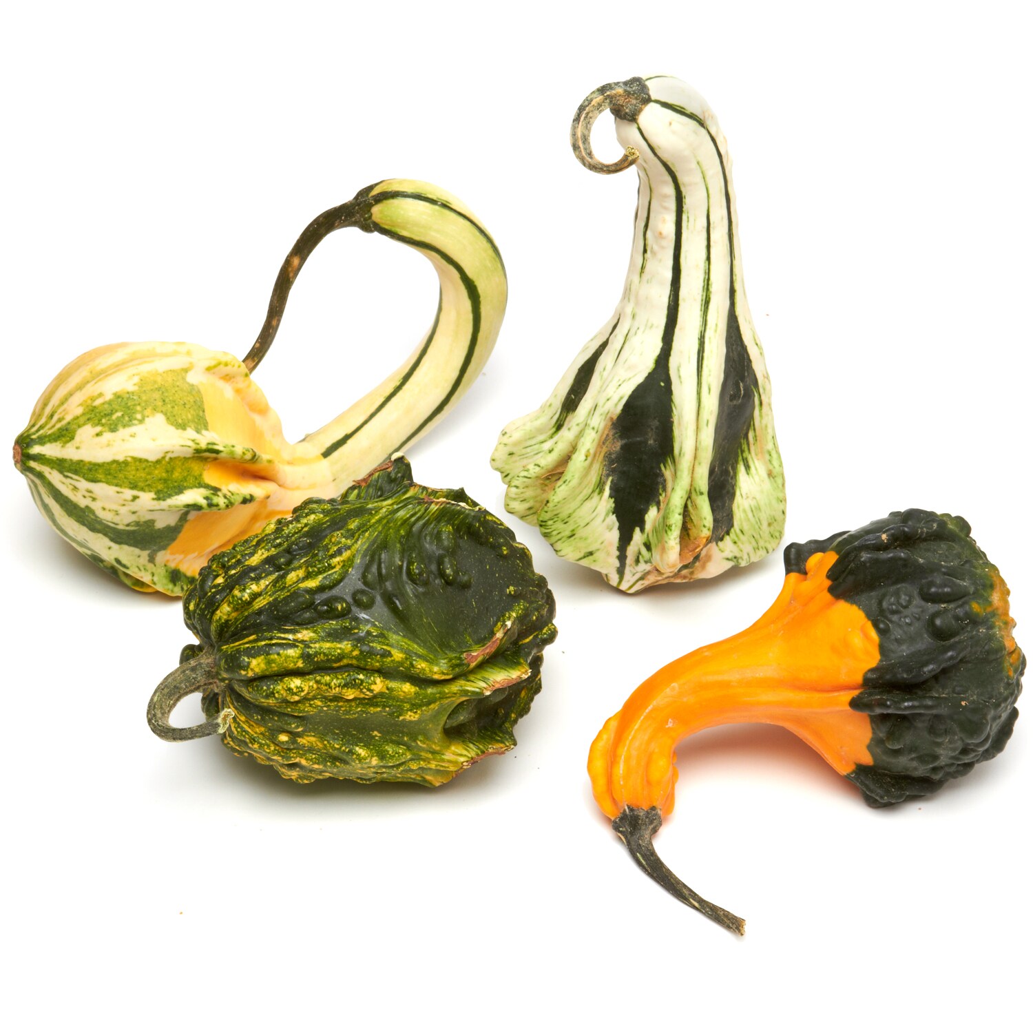 Rottkamp's Fox Hollow Farm Local Mixed Gourds