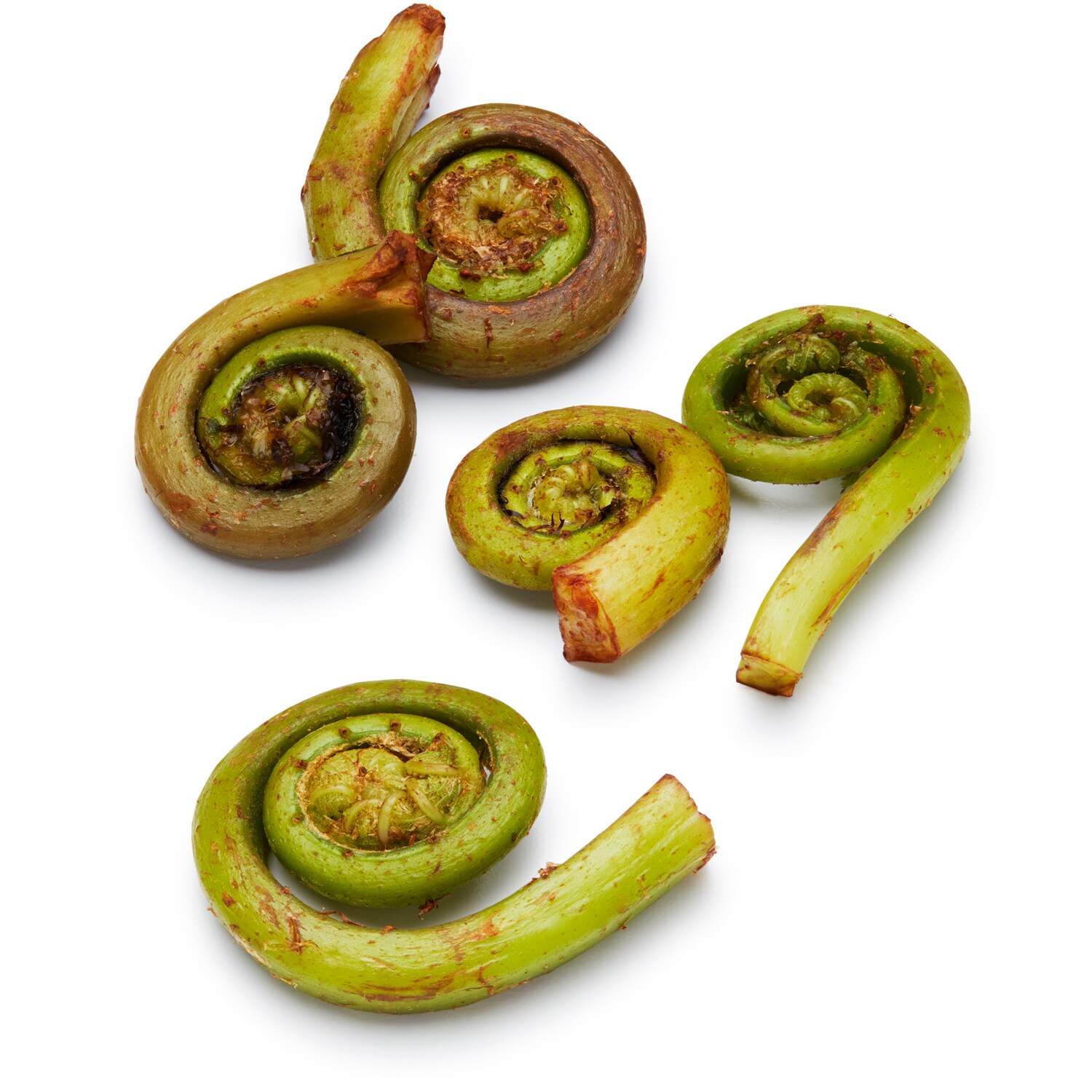 Wild Fiddlehead Ferns