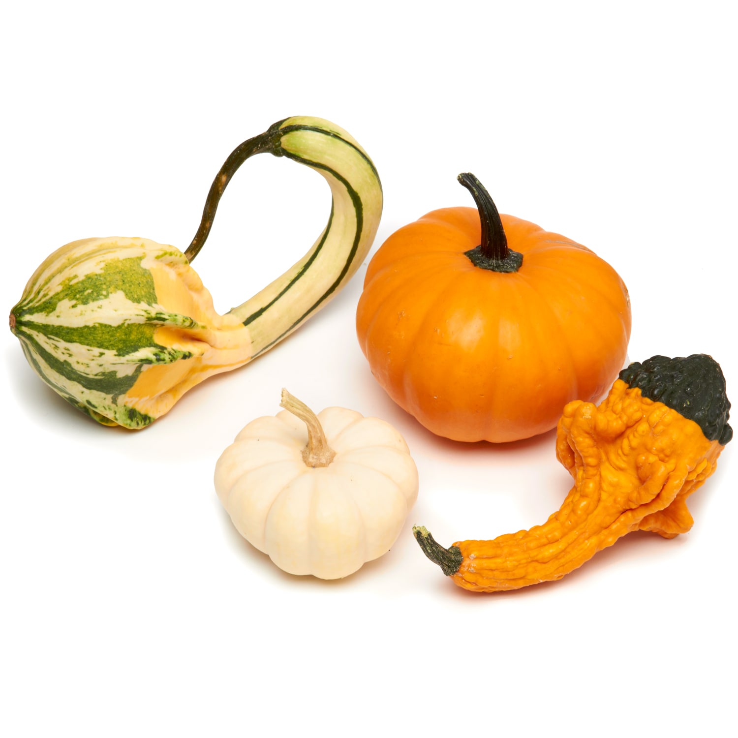 Rottkamp's Fox Hollow Farm Mixed Pumpkins & Gourds