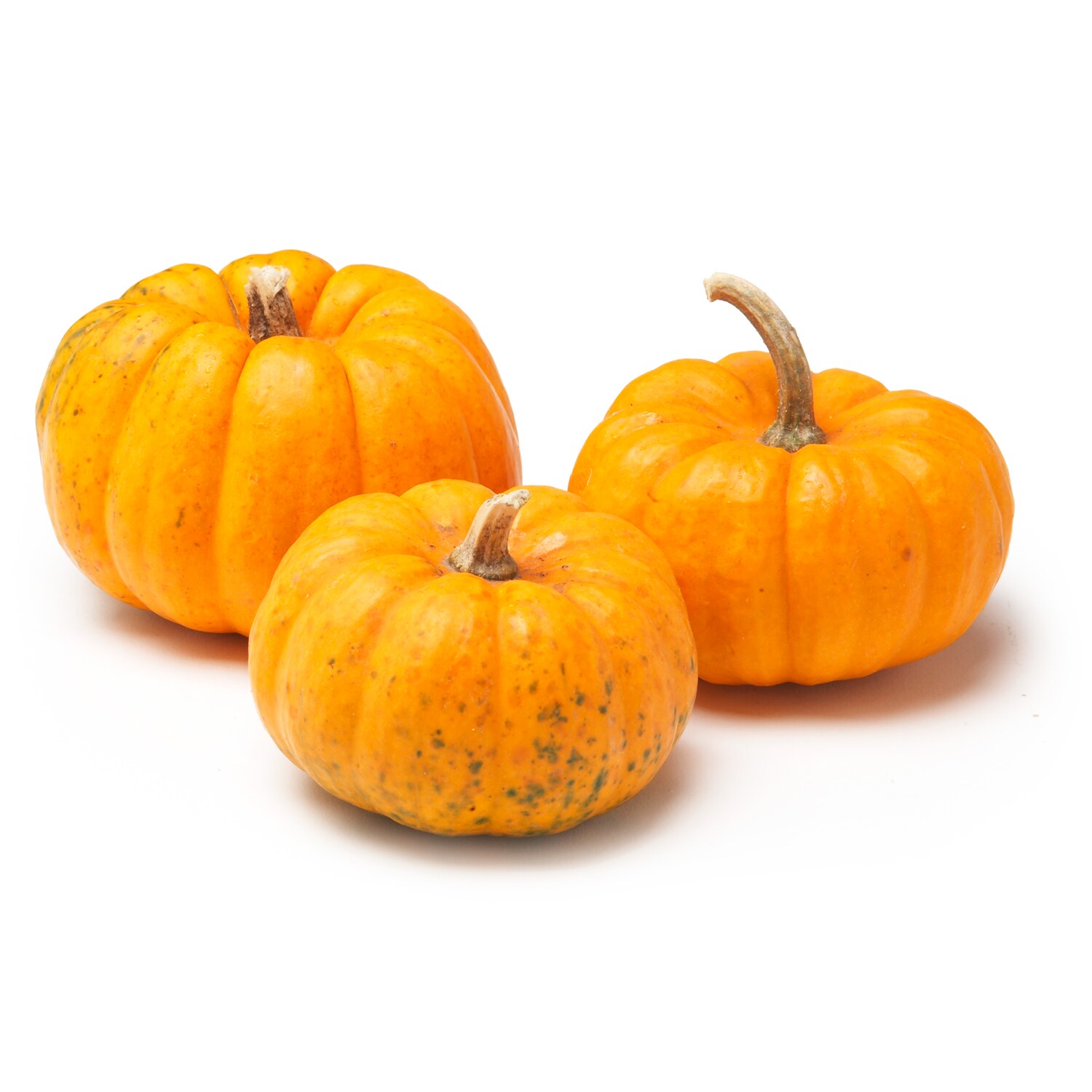 Rottkamp's Fox Hollow Farm Local Jack-Be-Little Pumpkin