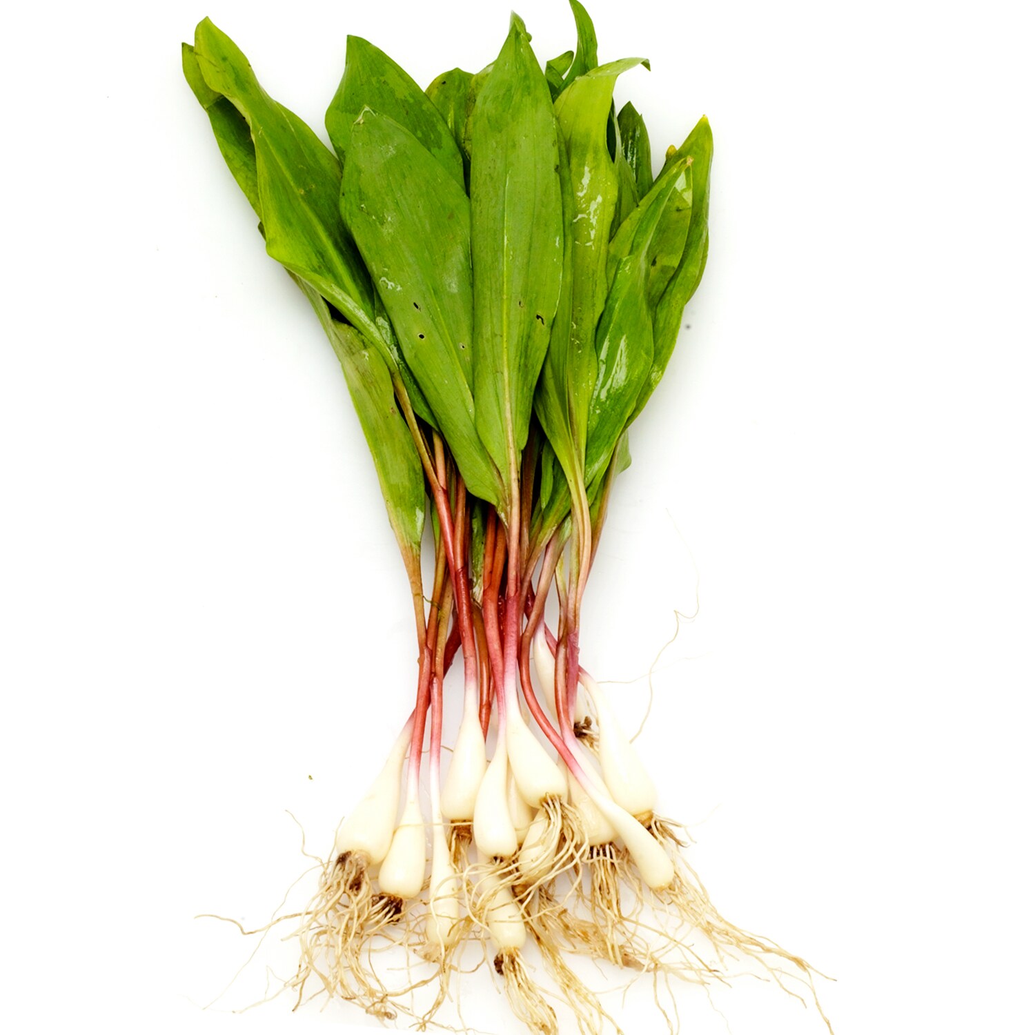 Wild Ramps