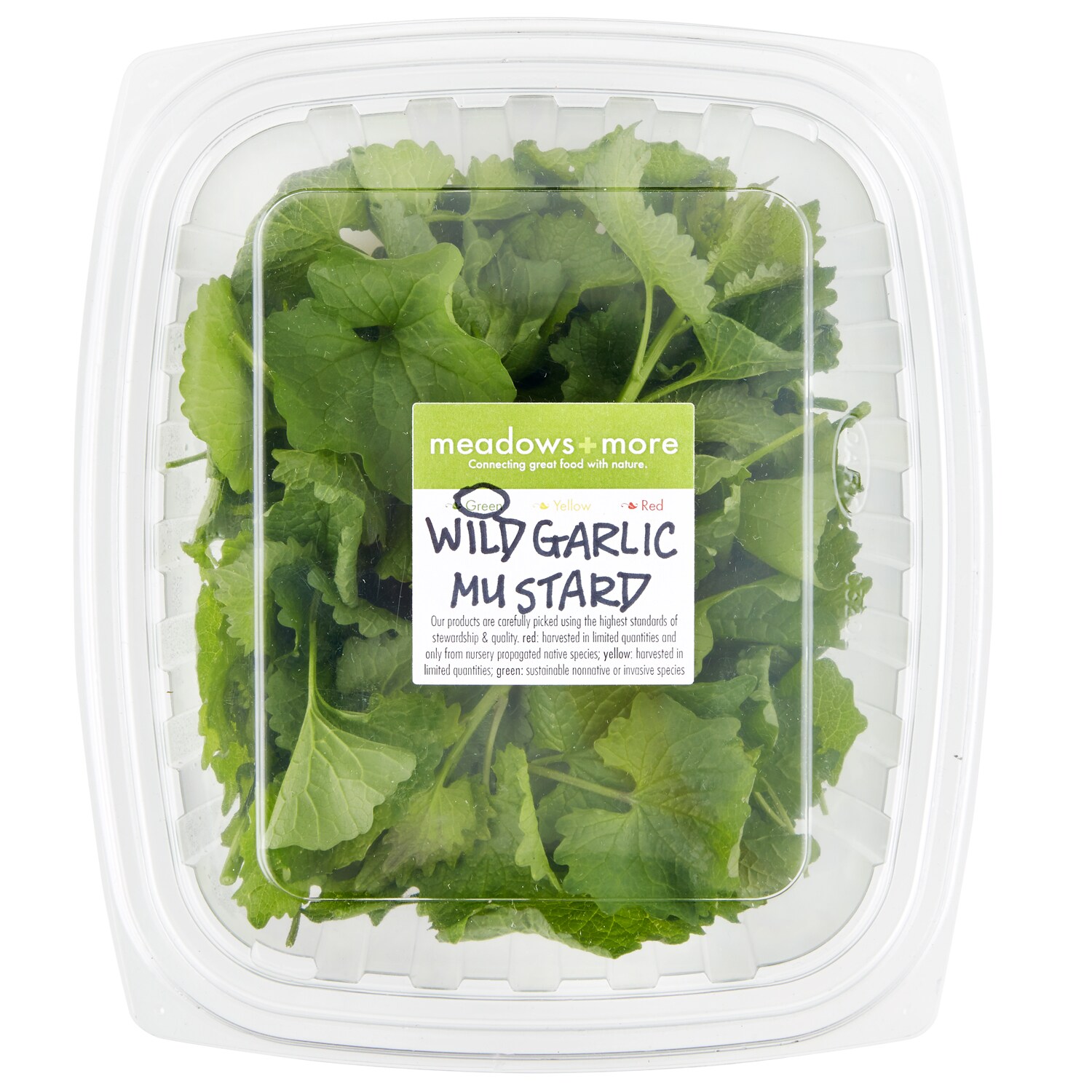 Meadows and More Wild Garlic Mustard