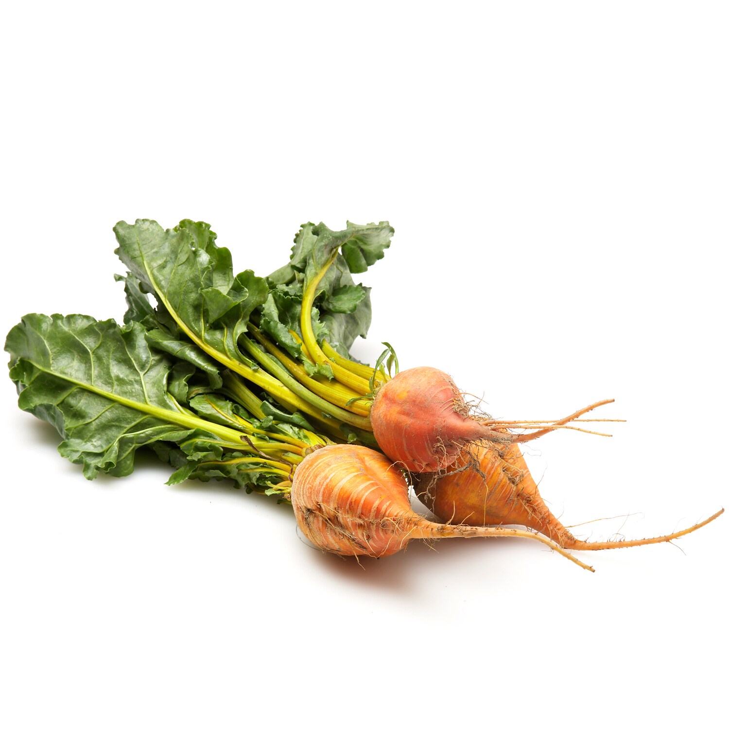 Lancaster Farm Fresh Cooperative Organic Badger Flame Beets, Bunch