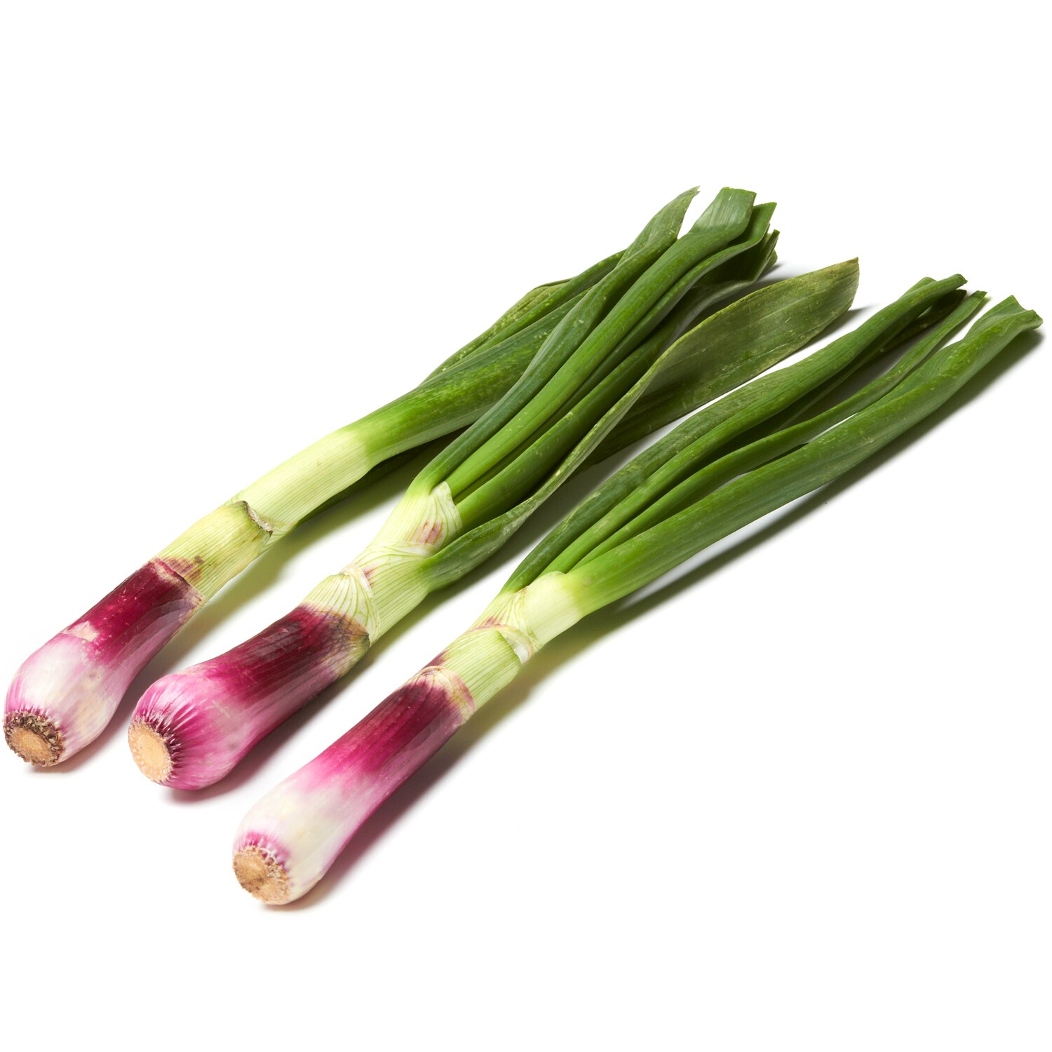Lancaster Farm Fresh Cooperative Organic Red Scallions