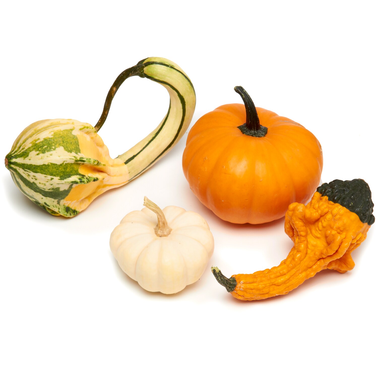 Mixed Gourds