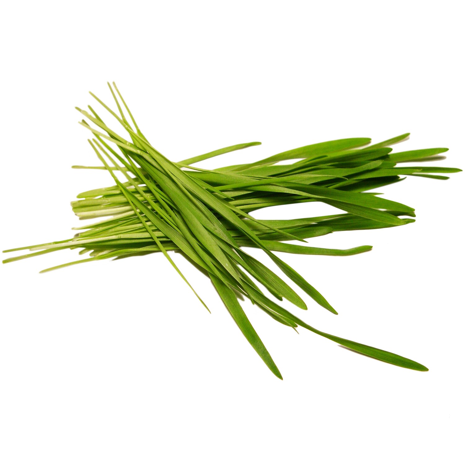 Blue Moon Acres Organic Wheatgrass