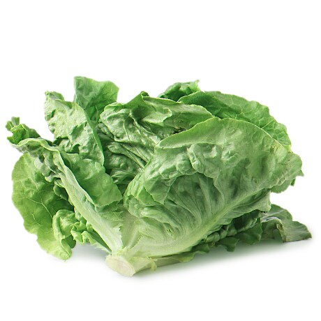 Jersey Fresh Local Boston Lettuce