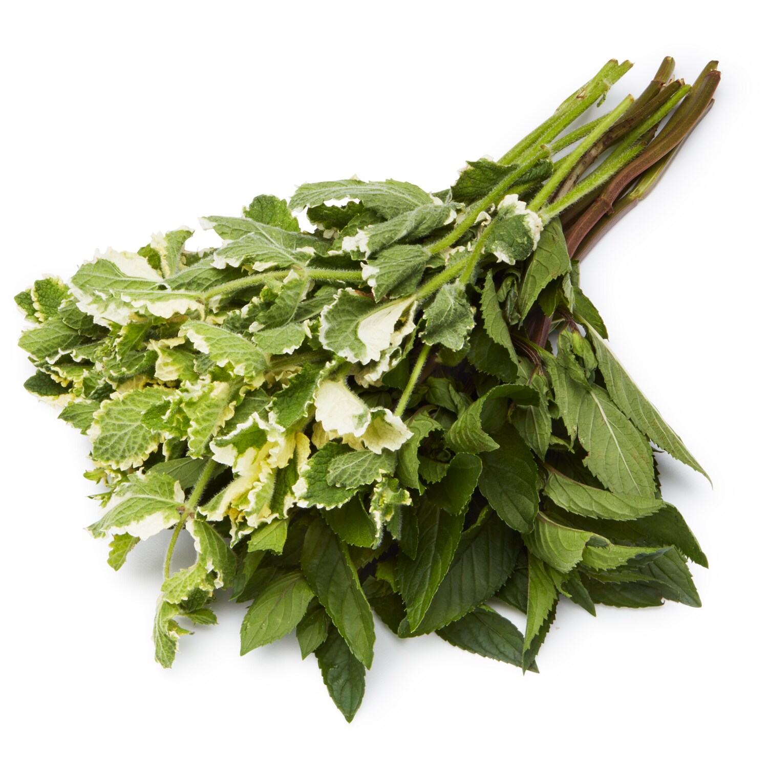 Lancaster Farm Fresh Cooperative Local Organic Farmer's Pick Mint