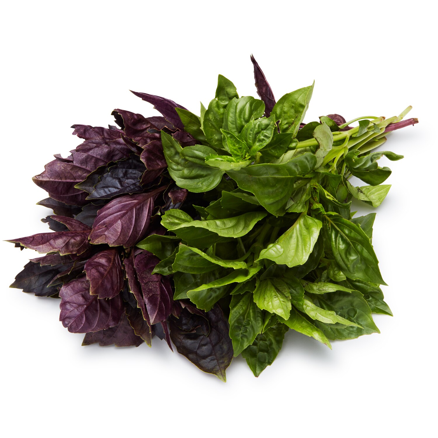 Lancaster Farm Fresh Cooperative Local Organic Farmer's Pick Basil