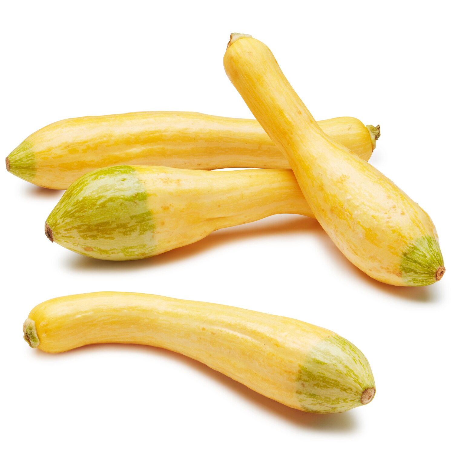 Grown in Pennsylvania Transitional Zephyr Squash