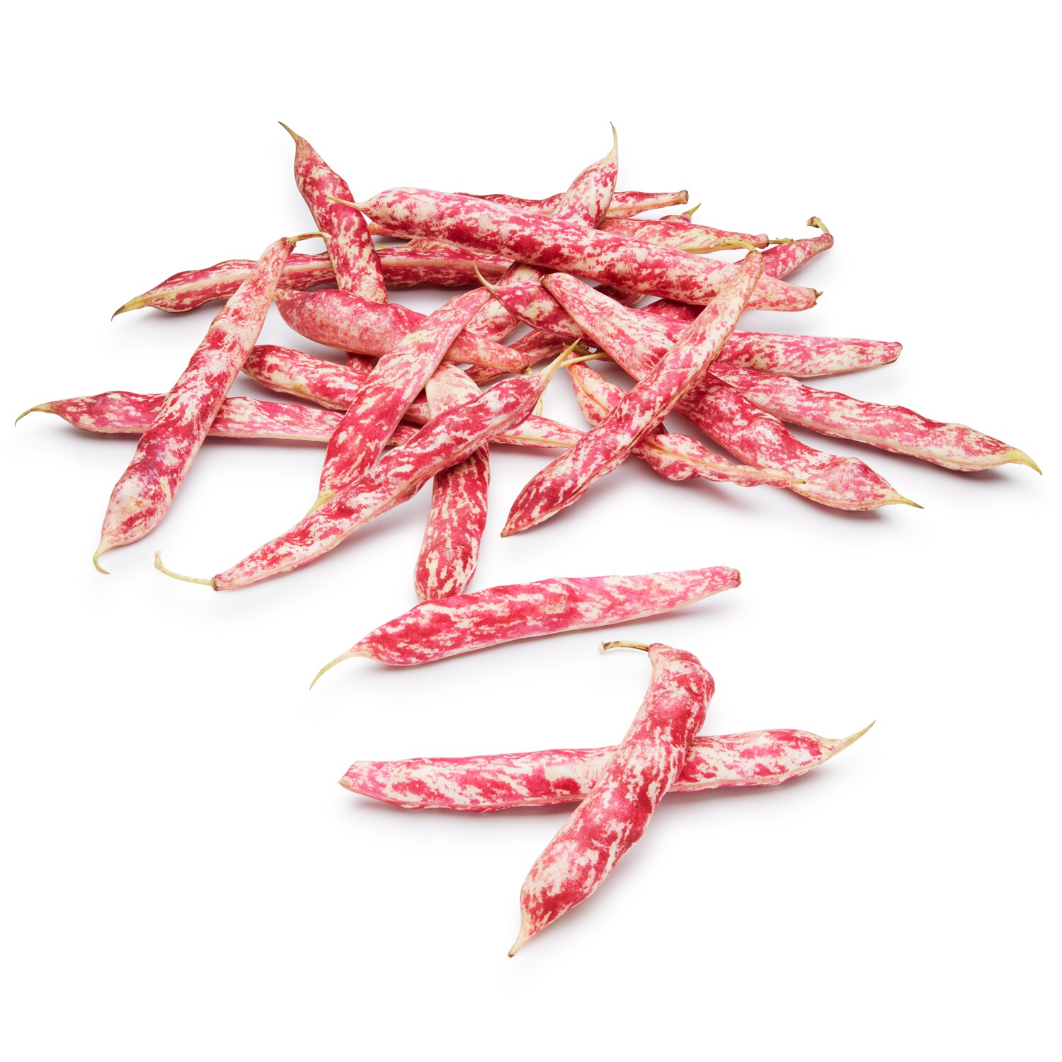 Grown in Pennsylvania Transitional Cranberry Beans