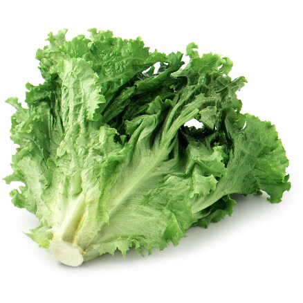 Green Leaf Lettuce