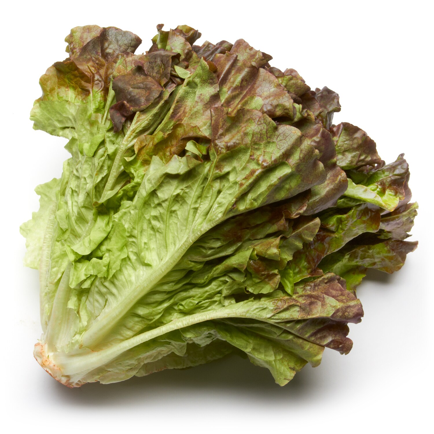 Red Leaf Lettuce