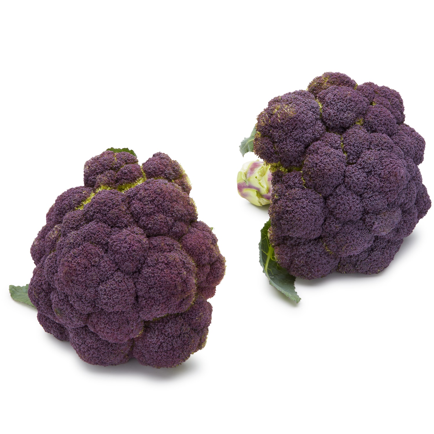 Lancaster Farm Fresh Cooperative Organic Purple Broccoli
