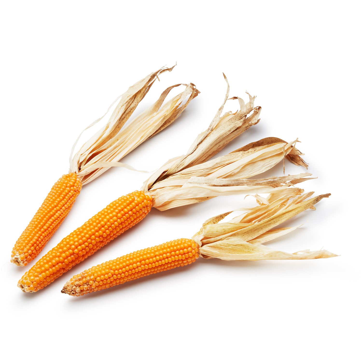 Lancaster Farm Fresh Cooperative Local Organic Popping Corn on the Cob