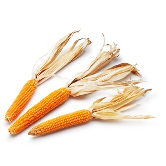 Lancaster Farm Fresh Cooperative Local Organic Popping Corn on the Cob