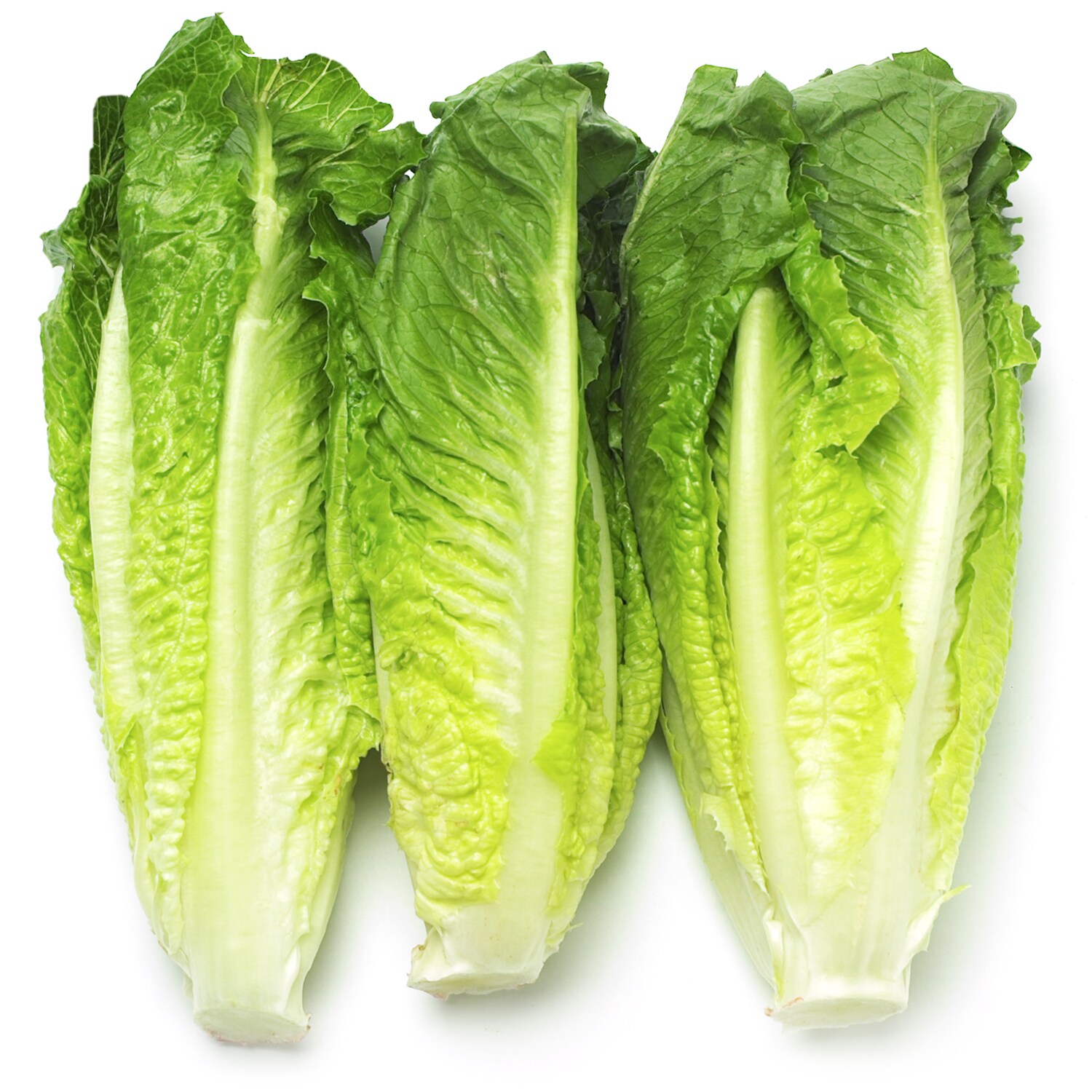 Lancaster Farm Fresh Cooperative Local Organic Romaine Hearts