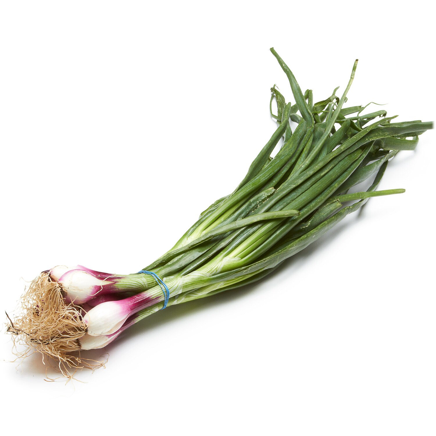 Organic Red Scallions