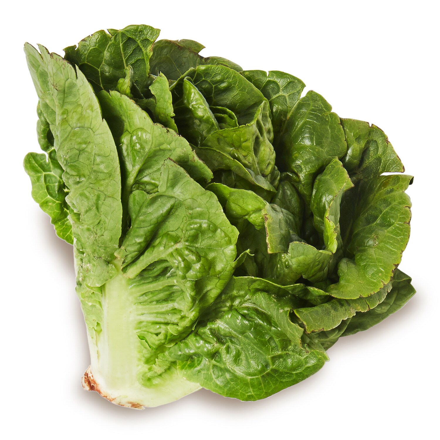 Lancaster Farm Fresh Cooperative Organic Little Gem Lettuce