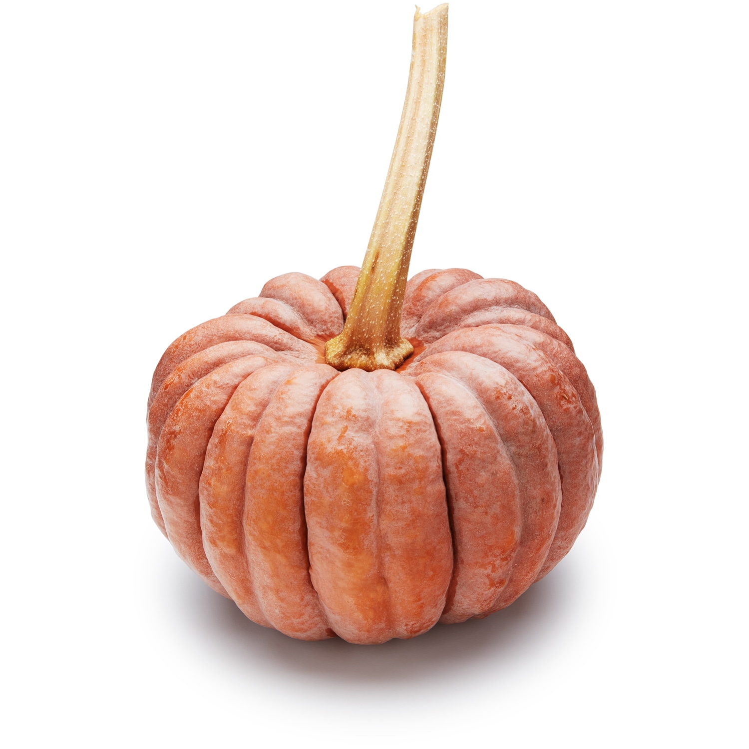 Wells Homestead Acres Local Black Futsu Squash
