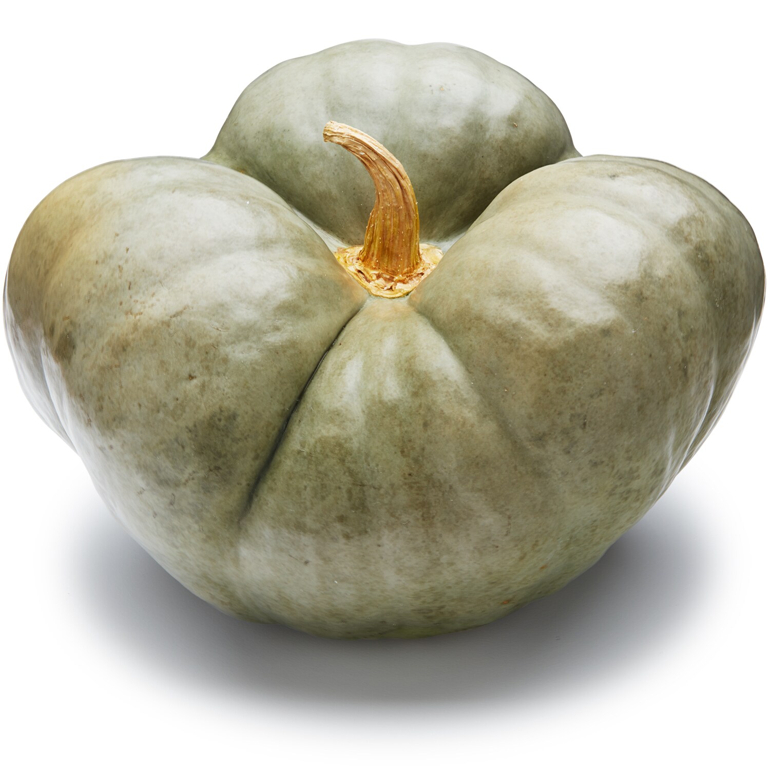 Wells Homestead Acres Local Triamble Squash