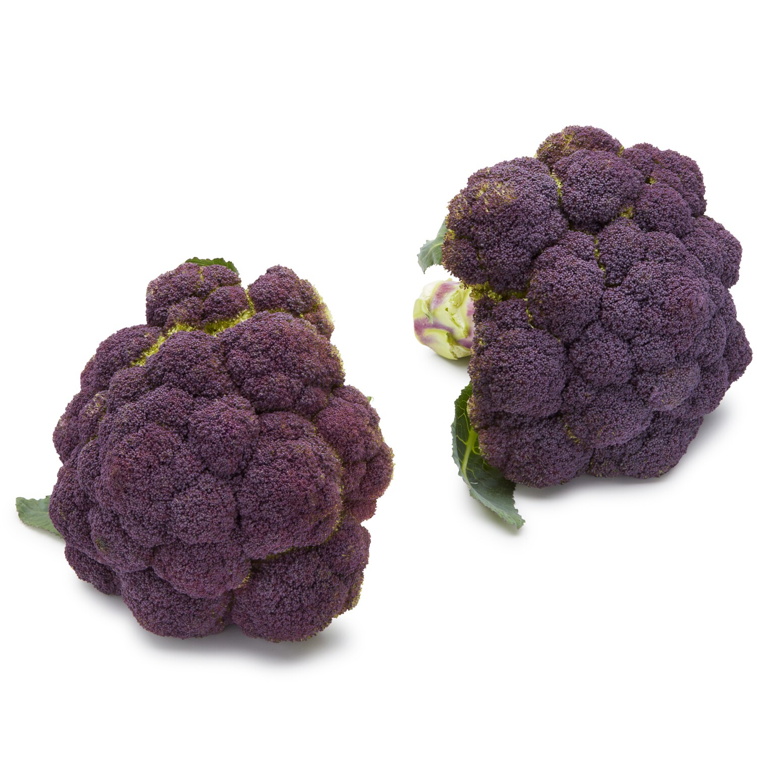 Organic Purple Broccoli