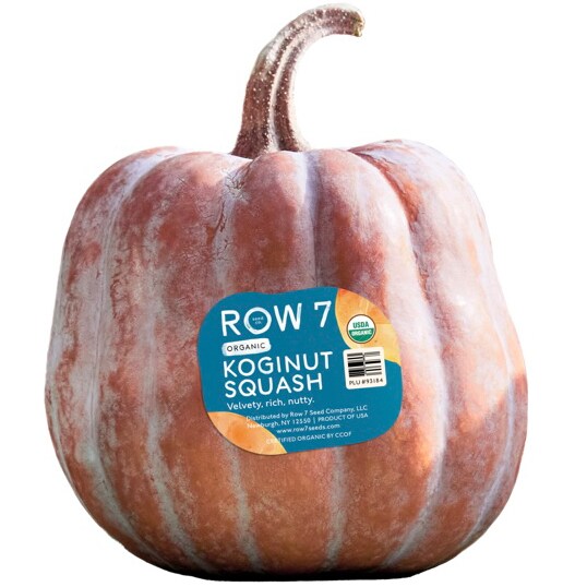 Row 7 Koginut Squash 