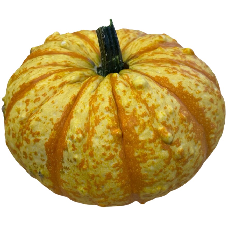 Bay Baby Farms Jester Pumpkin