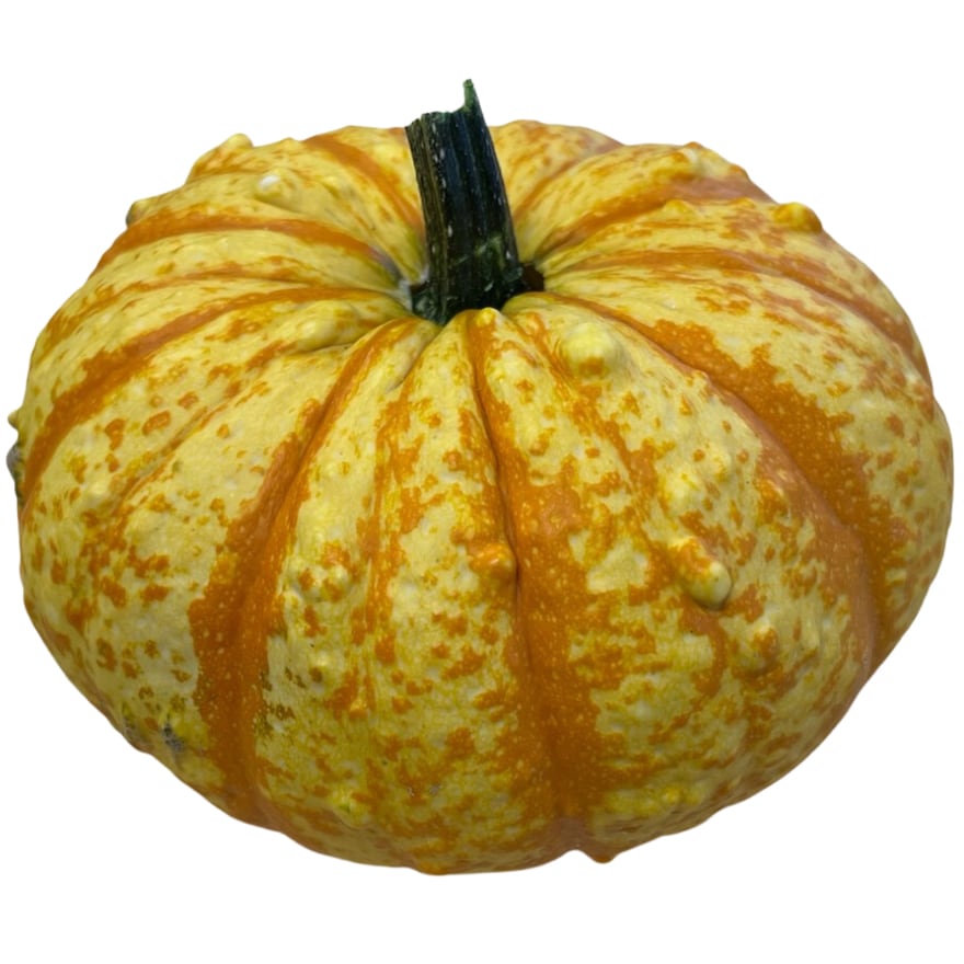 Bay Baby Farms Jester Pumpkin