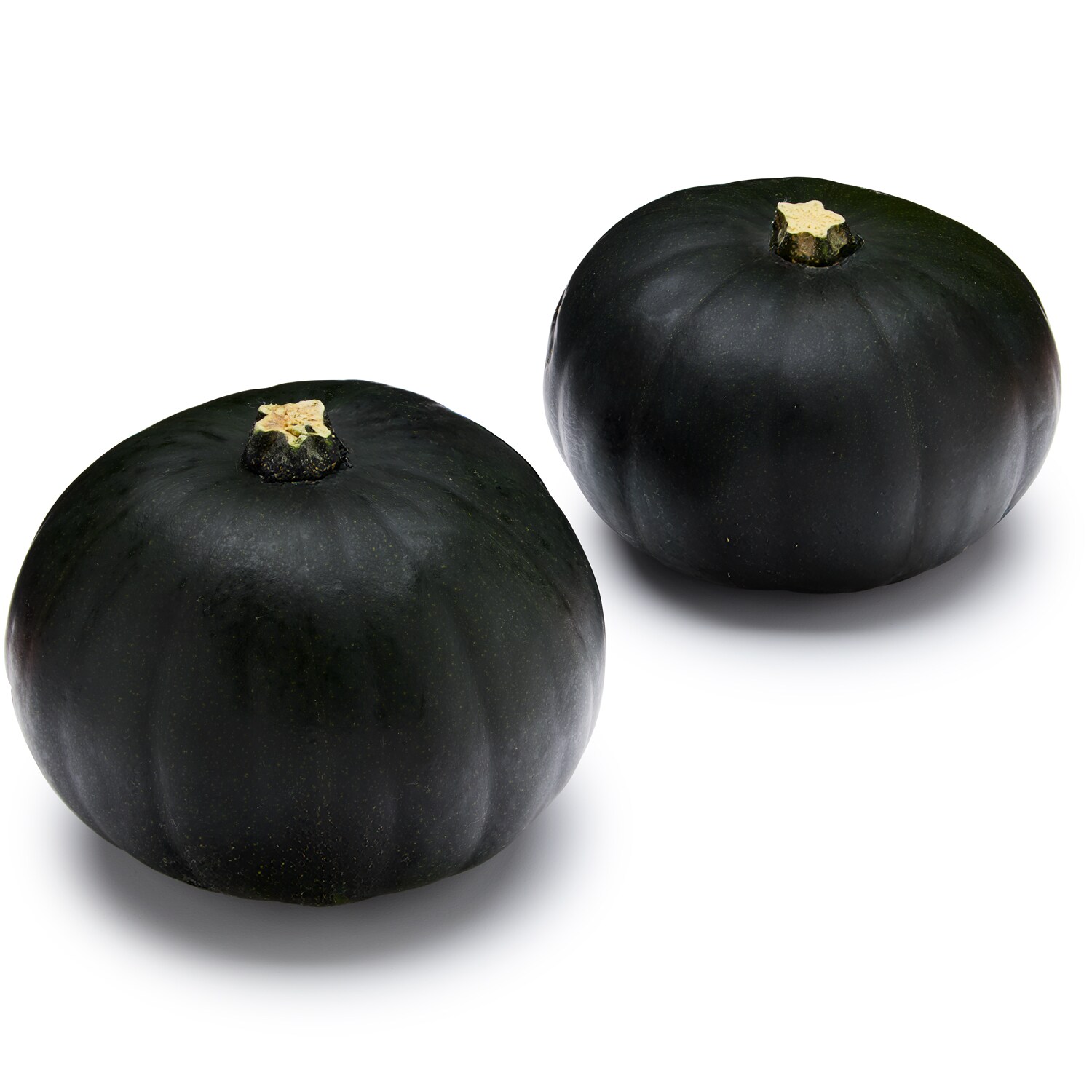 Bay Baby Farms Eclipse Pumpkin