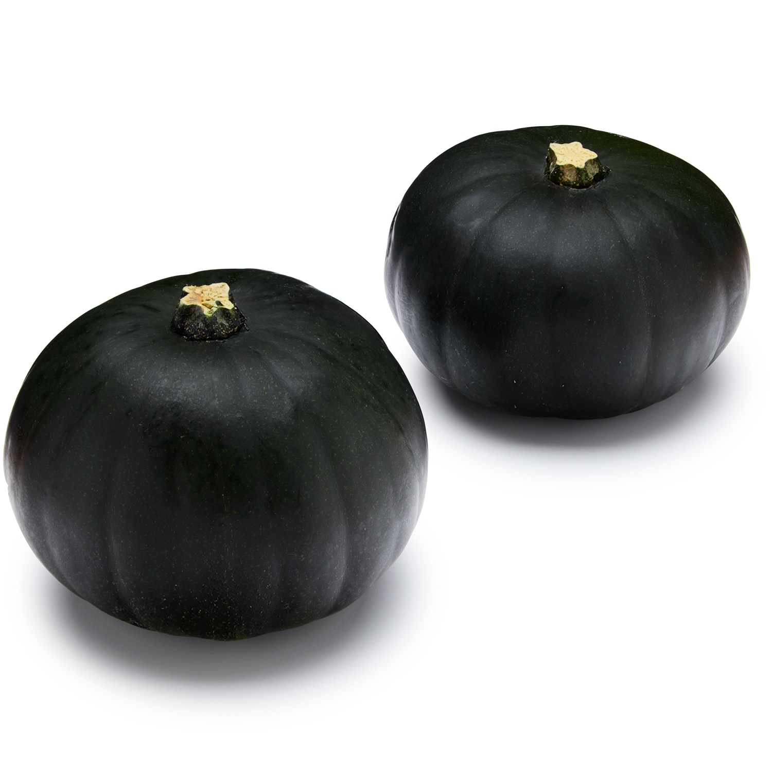 Bay Baby Farms Eclipse Pumpkin