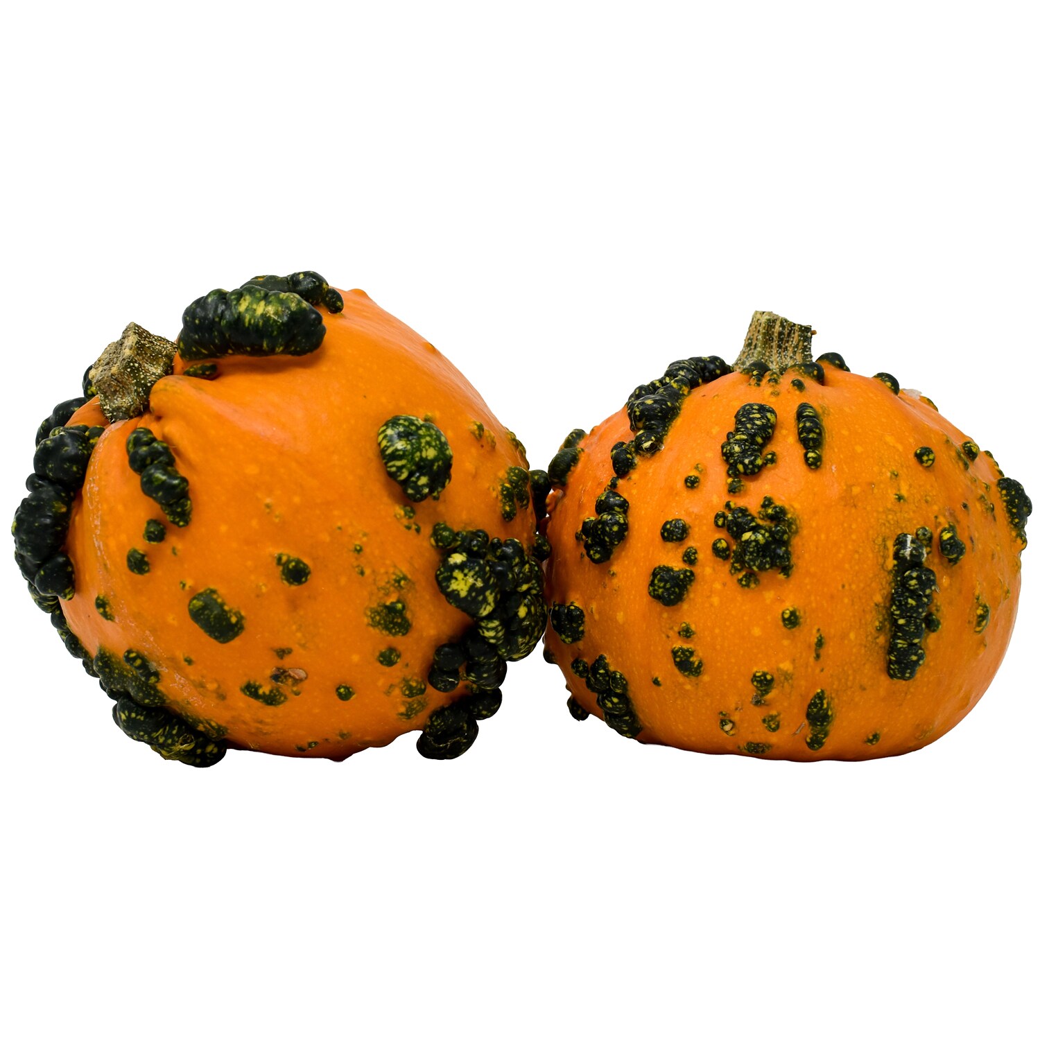 Bay Baby Farms Bumpy Pumpkin