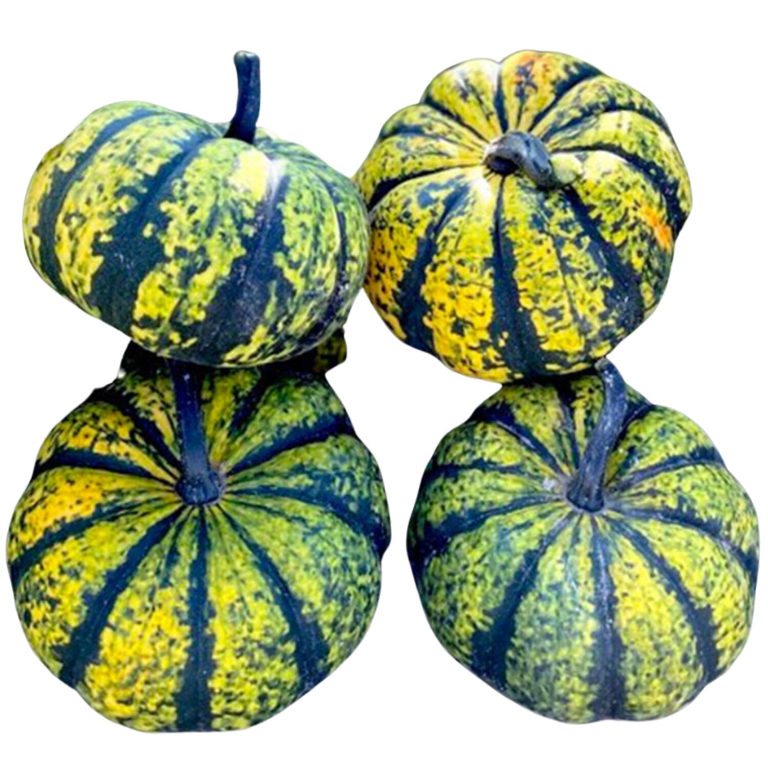 Bay Baby Farms Bulk Lolita Pumpkin