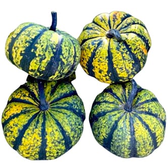 Bay Baby Farms Bulk Lolita Pumpkin