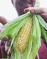 Product Image - Altobelli Family Farm Local Bicolor Corn